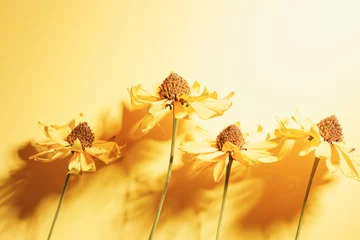 Fotobehang Floral Autumn composition dried flowers Cosmos at sunlight, yellow monochrome background. Autumn, fall concept, season nature still life, dry blooming flowers casting shadows, minimal flat lay © yrabota