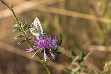 Butterfly meadow. There are butterflies and insects on the flowers and grass.