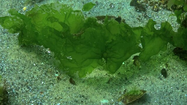 Rockpool shrimp (Palaemon elegans), shrimp cling to Ulva algae thalli during a storm, Black Sea