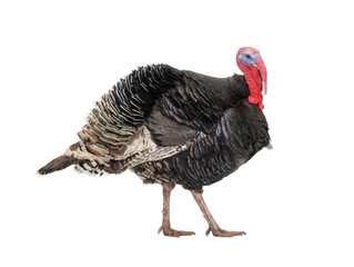Fototapeta premium walking male bronze turkey isolated on white background