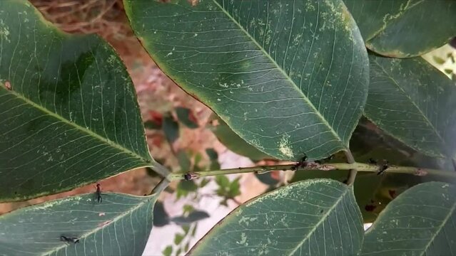 ants on leafs
