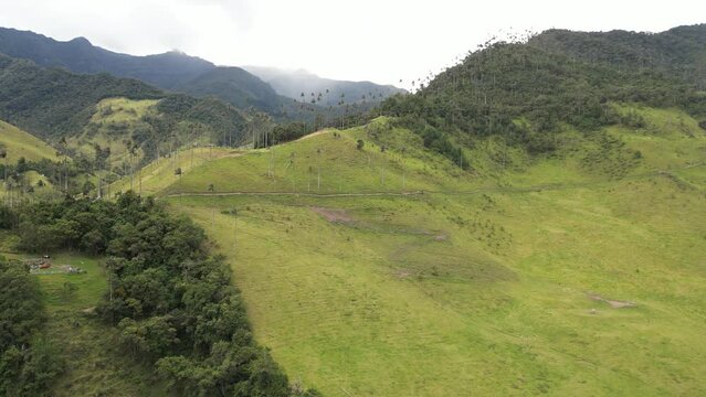 Aerial View of Wax Palm Trees in the Cocora Valley taken 