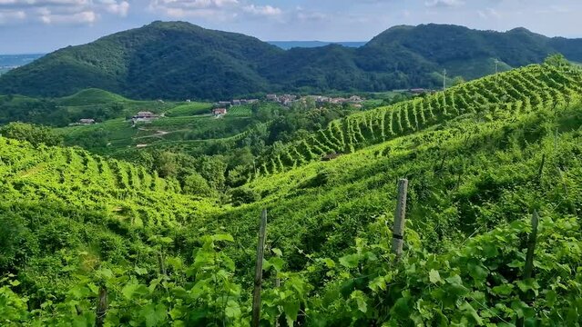 Valdobbiadene Prosecco hills Treviso Italy 4K. Scenic view of UNESCO wine route vineyards and countryside in Veneto region. Italian travel landscape b roll stock video