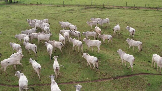 Brazilian Nellore cattle on a farm. Aerial view
