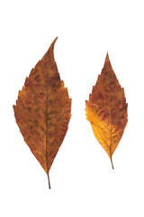 Autumn leaves isolated on white background, red dried tree leaves