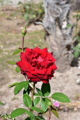 Obraz premium Rosa roja en el parque en un primer plano de un día soleado.
