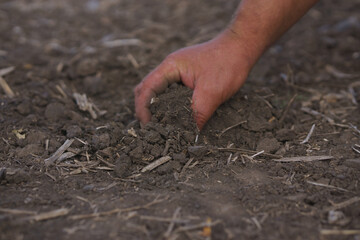 hands planting seeds in soil. farmer checks his soil