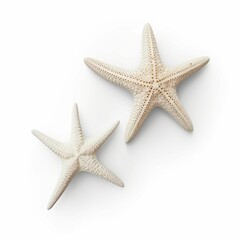 Two Starfish isolated on white background.