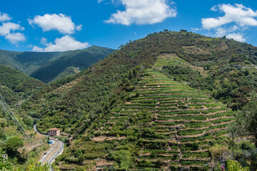 Cinque Terre vineyards in mountain, Vernazza ITALY
