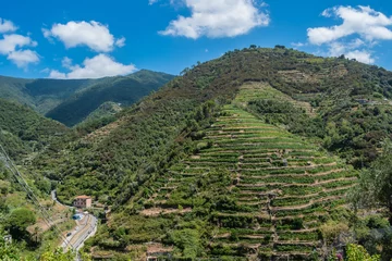 Fototapete Ligurien Cinque Terre vineyards in mountain, Vernazza ITALY