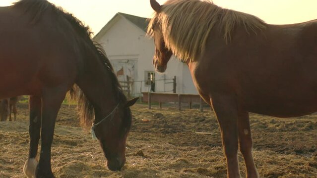 Horses on a farm at sunset in summer.