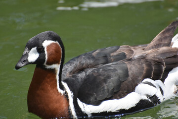 Lovely Baikal Teal Swimming in a Green Pond