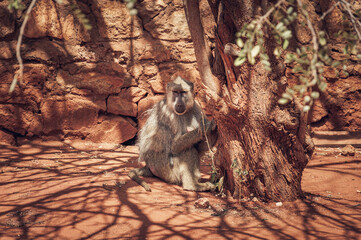 Baboon under the tree