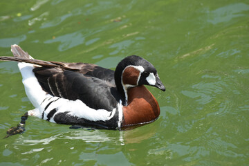 Beautiful Side Profile of a Baikal Teal