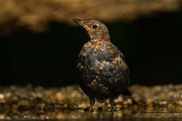 Amsel
