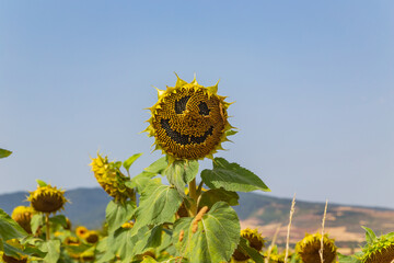 Field of yellow sunflowers