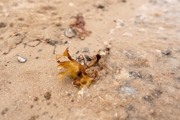 orange algae in the ocean of Denmark 