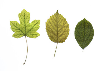 Set of green tree leaves isolated on white background, Dried autumn leaves