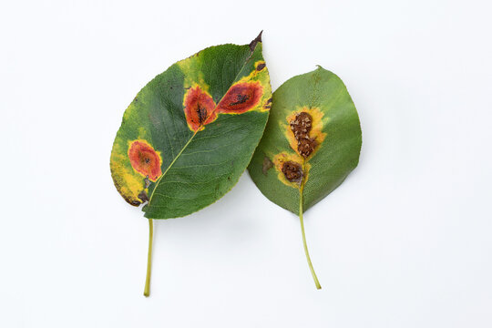 Pear leaves with Pear rust - disease caused by Gymnosporangium sabinae fungus. Symptoms on upper and underside of leaves