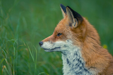 Entspannter Berliner Großstadtfuchs