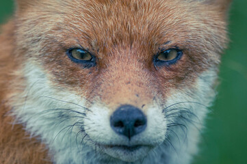 Entspannter Berliner Großstadtfuchs