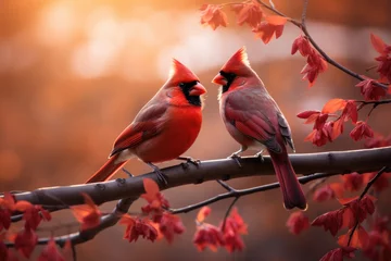 Tuinposter Pair of cardinal birds in an autumn scene © thejokercze