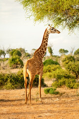 Naklejka na ściany i meble Giraffe in Kenia stehend in der Landschaft