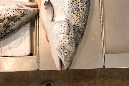 Fresh salmon displayed at a bustling market &ndash; a vibrant showcase of the sea's bounty