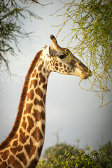 Nahaufnahme eines Giraffen Gesichts in Kenia