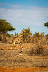 Kleiner Giraffe rennend in der Landschaft von Kenia