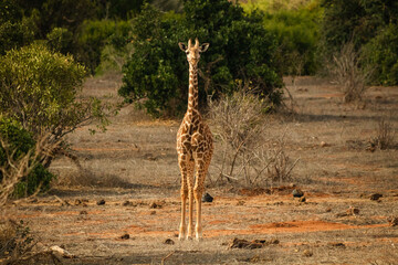 Giraffe schauend in der Landschaft von Kenia