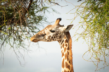 Nahaufnahme eines Giraffen Gesichts in Kenia
