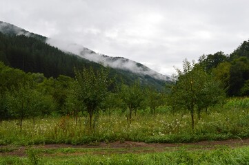 Fototapeta premium landscape in the morning fog in the orchard