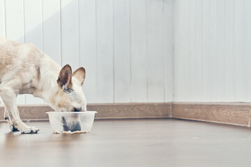 A healthy dish for a pet. A plastic bowl with wet food, a chihuahua cross. With a space for copying...