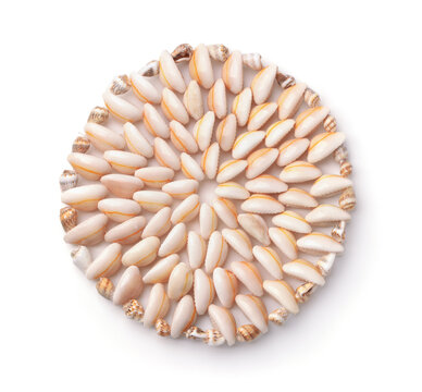 Top view of cowrie shell trivet