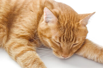 Ginger cat sleeping on the table at home. Happy tabby cat resting in a house. 
