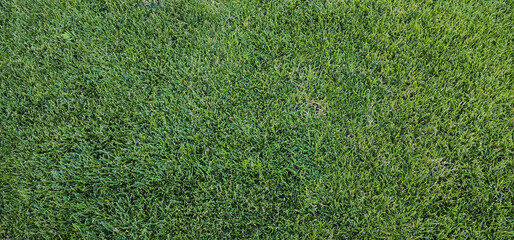 trimmed grass top view green