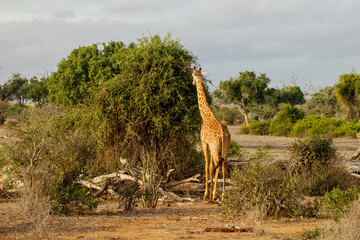 Giraffe in der Landschaft von Kenia