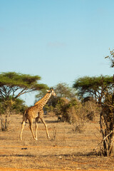 Baby Giraffe in der Landschaft von Kenia