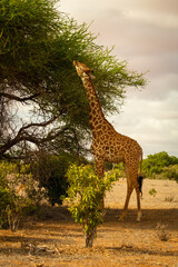 Giraffe frisst an Baum in der Landschaft von Kenia