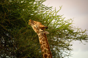 Giraffe frisst an Baum