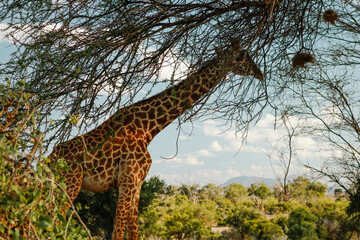 Gitaffe versteckt sich hinter Baum in Kenia