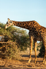 Giraffe frisst an Busch in Kenia