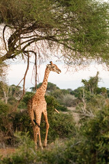 Giraffe in der Landschaft von Kenia