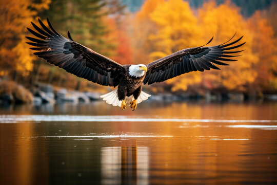 majestic bald eagle soaring above a river with autumn foliage lining the banks