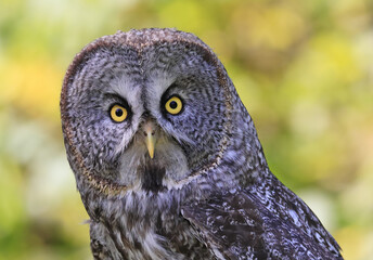 Great Grey Owl portrait in the forest, Quebec, Canada
