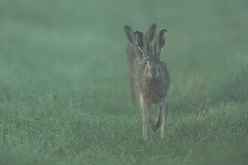 Feldhase im Nebel © Markus