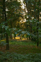 trees in the park, sunny evening, golden sun and golden hour, green park, green world, autumn, fall