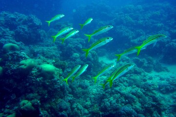school of fish in the coral reef