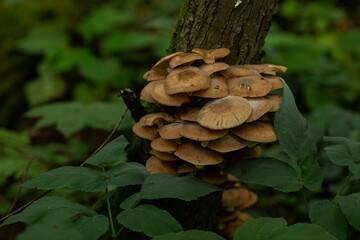 Edible large honey mushrooms on a tree trunk